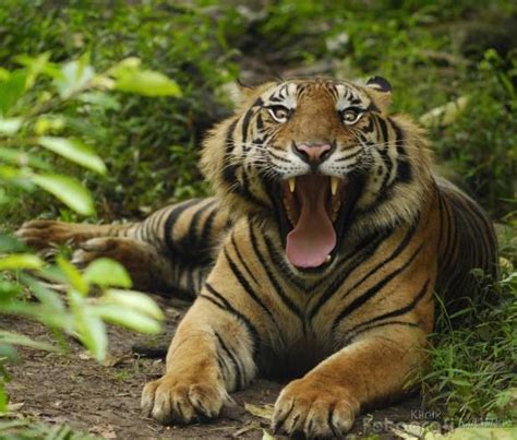 gambar foto hewan  foto harimau sumatera