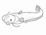 Bagre Gatto Pesce Colorir Catfish Coloringcrew Acolore Stampare sketch template