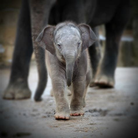 baby elephant teh cute