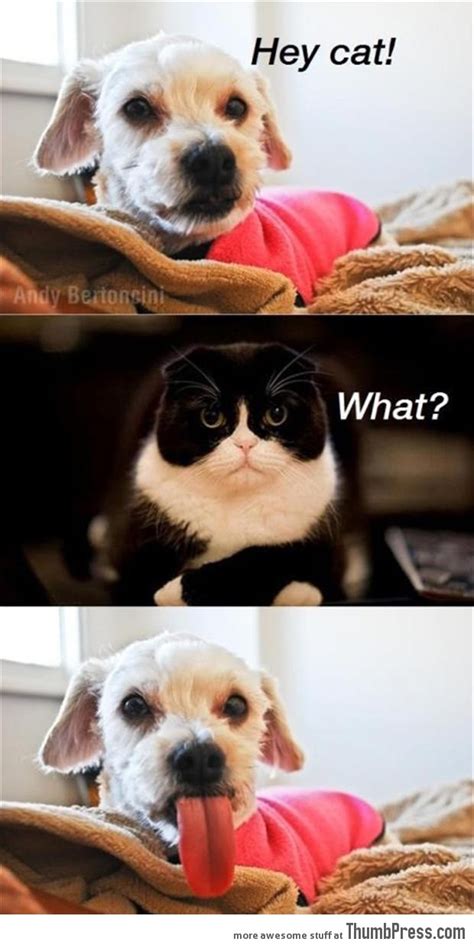 funny animal pictures