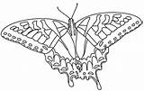 Swallowtail Tiger Coloring Sheets sketch template