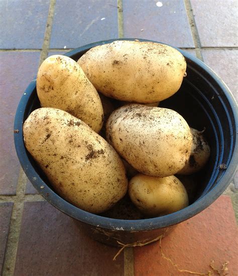 northern scrivener  potatoes   year