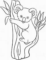 Koala Coloring Pages Cute Printable Drawing Bear Baby Color Tree Doodle Getdrawings Kids Little Print Getcolorings sketch template