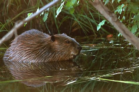 north american beaver castor canadensis photo by evan jenkins high