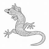 Gecko Lizard Colorare Lucertola Hagedis Lagarto Mandala Adulti sketch template