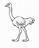 Ostrich Coloring Pages Color Template Coloring2print sketch template