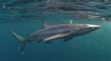 blue shark size habitat facts britannica