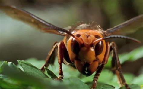 Murder Hornet Invasion In Us Sows Dread Over Threat To Bees Humans