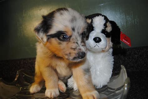 Shamrock Rose Aussies Scroll Down For Available Puppies