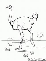 Colorat Strut Avestruz Desene Planse Ostrich Struzzo Autruche Malvorlagen Colorkid Colorir Desenhos Aves Fliegen Struti Imprimer Animale sketch template