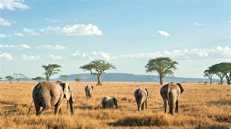 serengeti safaris serengeti national park safaris tanzania odyssey