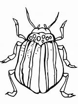 Bugs Primarygames Colouring Beetles Beetle Mosquito Birijus sketch template