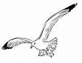Gaivota Colorir Gaviota Goeland Desenhos Imprimer Seagull Gaivotas Gull Coloringtop Ohbq Flying Colorironline sketch template