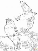 Coloring Realistic Swallows Swallow Pages Tree Cliff Birds Color Printable Supercoloring Getcolorings Drawing Designlooter Colorings Getdrawings 1536 2048px 12kb Drawings sketch template