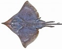 Afbeeldingsresultaten voor Dipturus nidarosiensis Anatomie. Grootte: 126 x 100. Bron: www.kalapeedia.ee