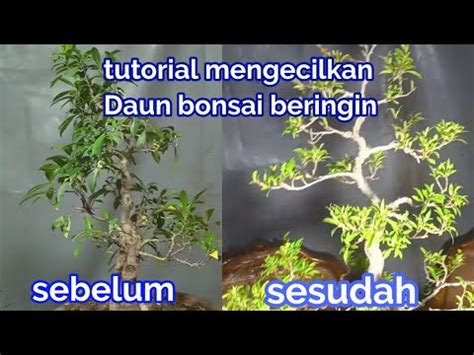 tutorial mengecilkan daun bonsai beringin youtube