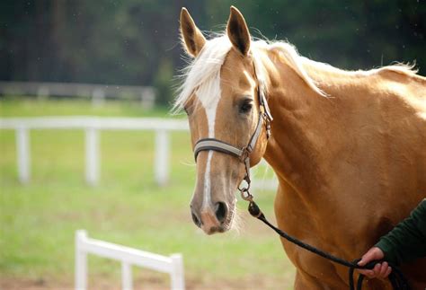 interesting facts  palomino horses