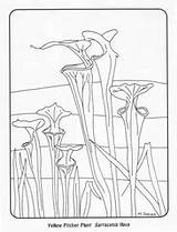 Plant Pitcher Carnivorous sketch template