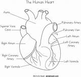 Heart Human Coloring Pages Diagram Anatomy Kids Sketch Anatomical Real Printable Label Simple Sheets System Body Circulatory Physiology Worksheets Biology sketch template
