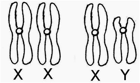 Variaciones Biológicas Adn Cromosomas Y Cariotipo