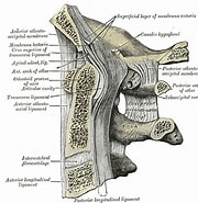 Afbeeldingsresultaten voor Atlanta inclinata Anatomie. Grootte: 180 x 185. Bron: www.pinterest.com