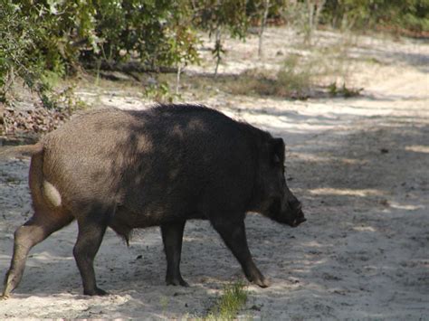 tips   successful  exciting wild boar hunt  outdoors guy