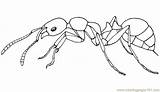 Ants Coloring Printable Pages Insects sketch template