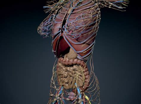 human female torso anatomy 3d model max obj 3ds fbx c4d lwo lw lws
