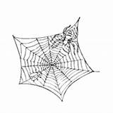 Spider Fly Web Coloring Surfnetkids sketch template