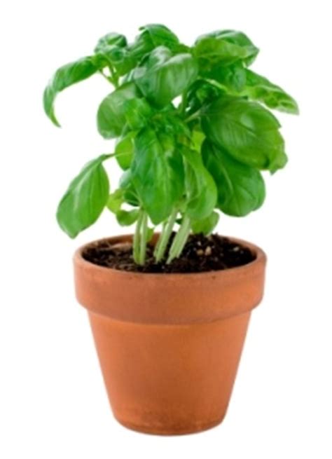 grow basil indoors growing basil herb