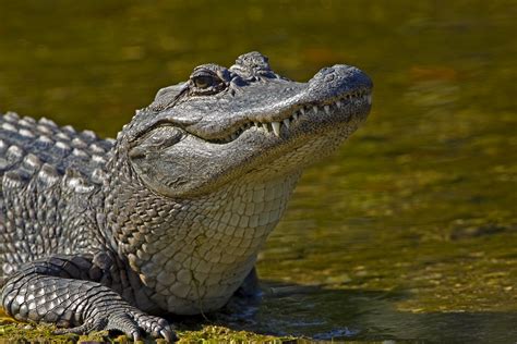 alligators    wilderness