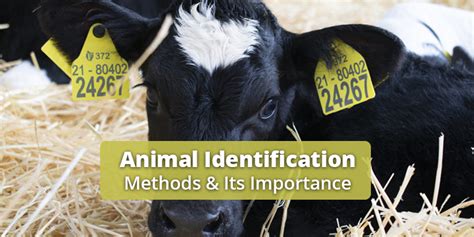 animal identification  benefits  types  identification