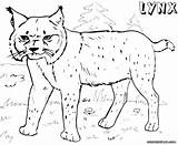 Lynx Coloring Pages Canada Animal Popular sketch template
