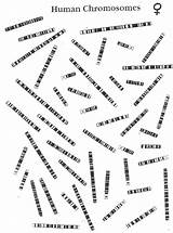 Worksheet Karyotype Answers Chromosome Worksheeto Via Human sketch template