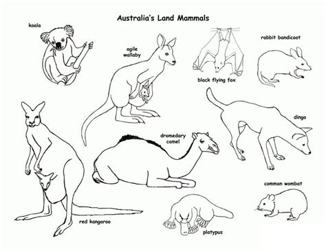 australia animals coloring page  printable coloring pages  kids