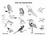 Birds Colorado State Coloring Exploringnature sketch template