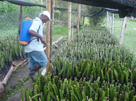 acres acres introduce el cultivo tecnificado de pitahaya en imbabura