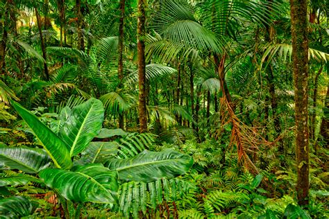 images leaf flower green jungle botany flora vegetation rainforest plantation