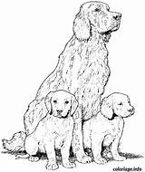 Setter Anglais Chien sketch template