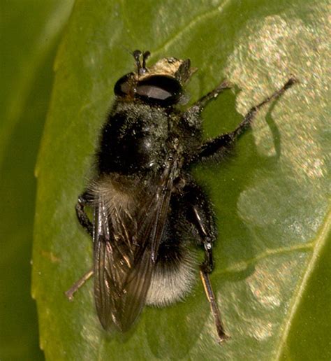 criorhina ranunculi male bumblebee mimic mostly black