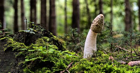 why is the penis mushroom shaped popsugar love and sex