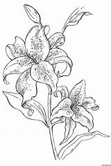 Coloring Lily Colouring Pages Flower Drawing Lilies Flowers Kids Printable Book Pencil Drawings Stargazer Sheets Color Name Activityvillage Print Google sketch template