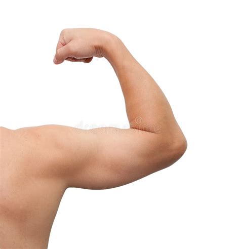 male arm stock image image  health athlete curved