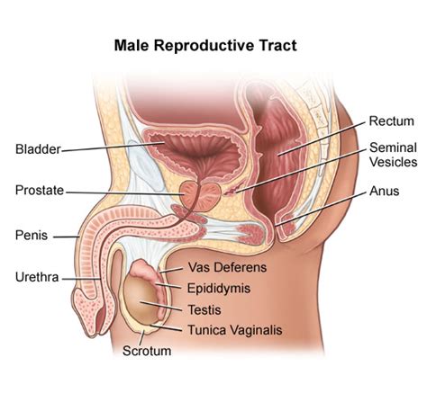 what s the scrotum function in reproduction new health guide