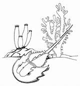 Crab Horseshoe Coloring Pages Color Drawing Animals Sheet Getdrawings sketch template