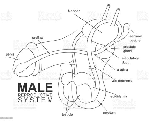 Male Reproductive System Stock Illustration Download