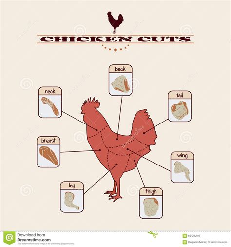 simple chart  chicken cuts chicken illustration chicken factory