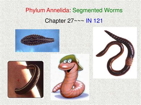 ppt phylum annelida segmented worms chapter 27~~~ in