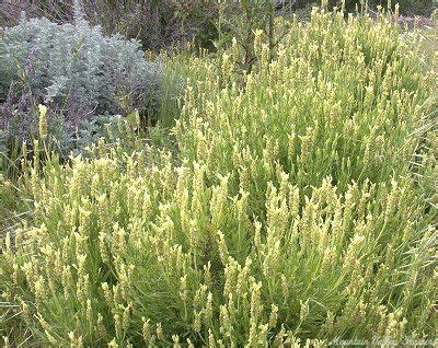 organic lavandula viridis yellow lavender plants  mountain valley