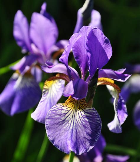 dogs   garden    iris